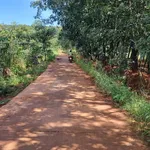 Bán đất sầu riêng và cao su 3ha ở Phú Riêng, Bình Phước - Ảnh thu nhỏ 3