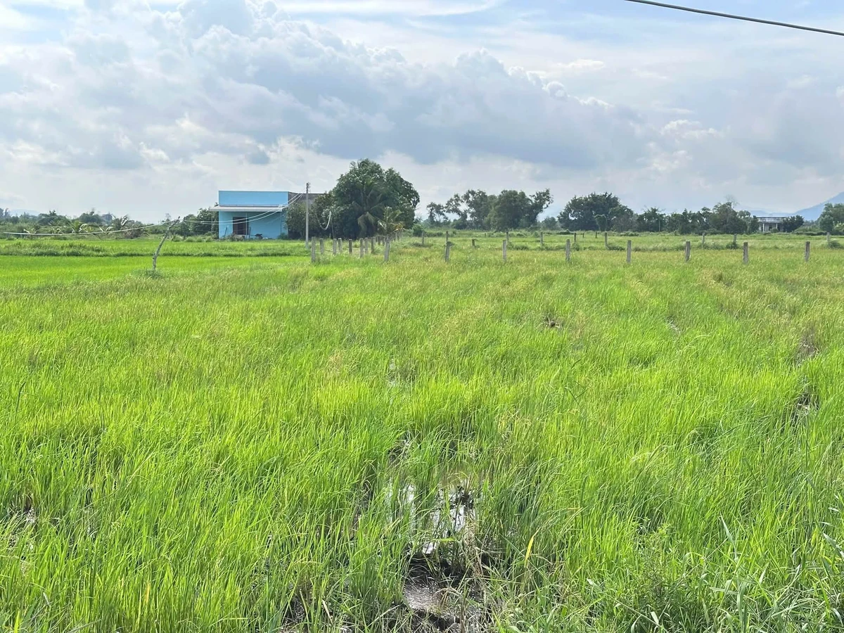 Bán lô đất Hàm Chính 1499m² sổ hồng công chứng - Ảnh thu nhỏ 5