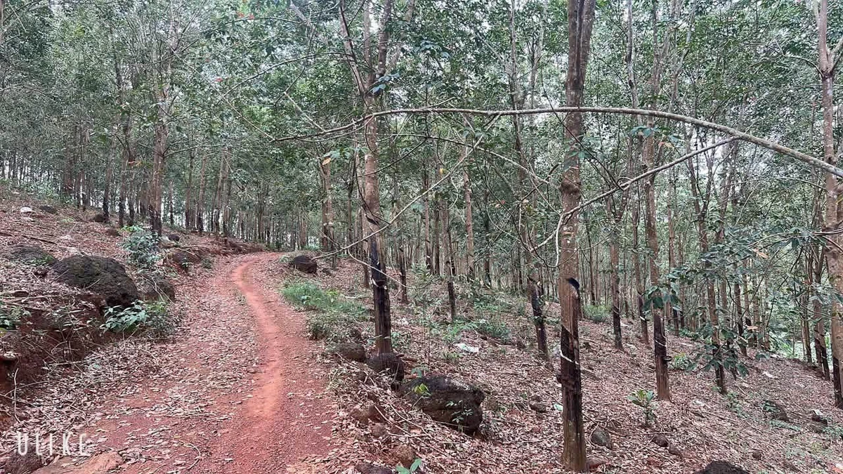 Bán đất cao su 2,5ha Tân Lợi, Đồng Nai, 1 tỷ/ha - Ảnh thu nhỏ 3