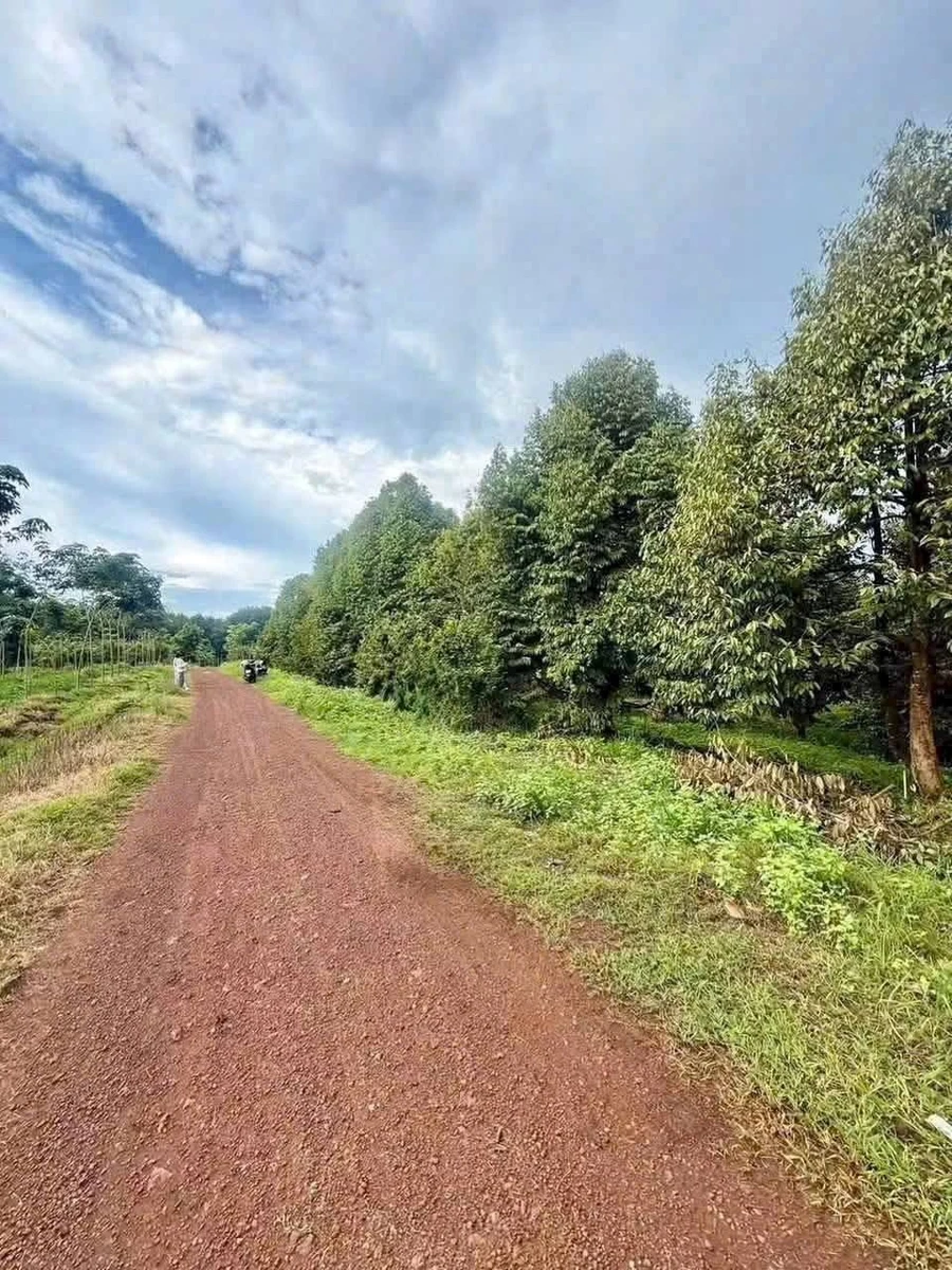 Bán đất vườn sầu riêng 4.600m² view sông Bé, 450 triệu - Ảnh thu nhỏ 2