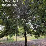 Bán đất Đường Đỏ 1325m² vườn cây ăn trái 850 triệu - Ảnh thu nhỏ 3