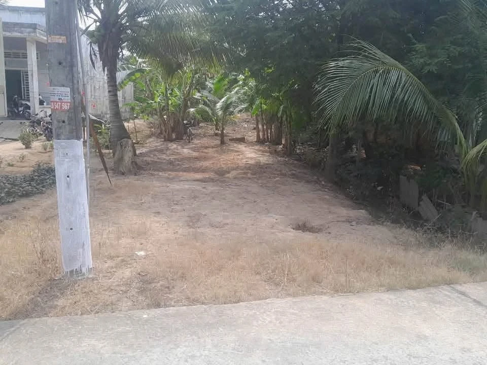 Bán 1.160m² đất vườn dừa Xã Hữu Định Bến Tre 1 tỷ 700 triệu - Ảnh thu nhỏ 3