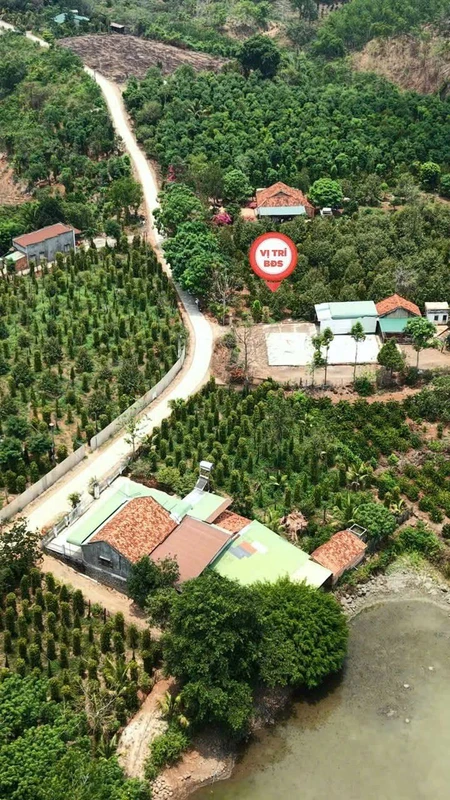 Bán 4ha5 đất Đắk Wil Lâm Đồng 3 tỷ 9