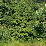 Bán đất 9 sào mặt tiền bê tông Kiến Đức Lâm Đồng 2 tỷ - Ảnh thu nhỏ 1