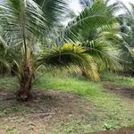 Bán đất vườn 1289m² Phú Tân, thổ cư, có nhà, 1,4 tỷ - Ảnh thu nhỏ 2