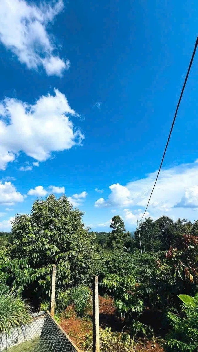 Bán 4,2 sào đất vườn cà phê hai mặt tiền tại Komleo, Tân Lập, Buôn Ma Thuột - Ảnh thu nhỏ 5