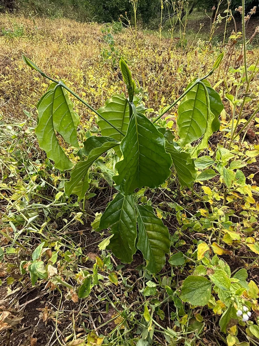 Bán đất 2 hectare có cây kinh doanh tại Eahleo - Ảnh thu nhỏ 5