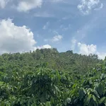 Bán 4,3ha đất vườn cà phê có nhà, suối bao quanh tại Thôn 10, Nam Dong - Ảnh thu nhỏ 3