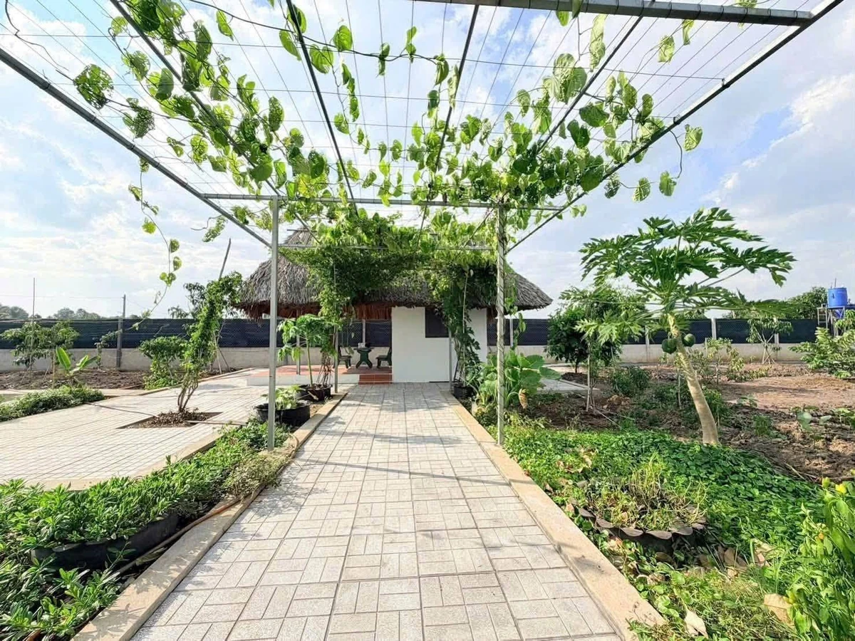 Bán đất vườn 1000m2 ngang 14m, Phú Giáo Bình Dương - Ảnh thu nhỏ 2