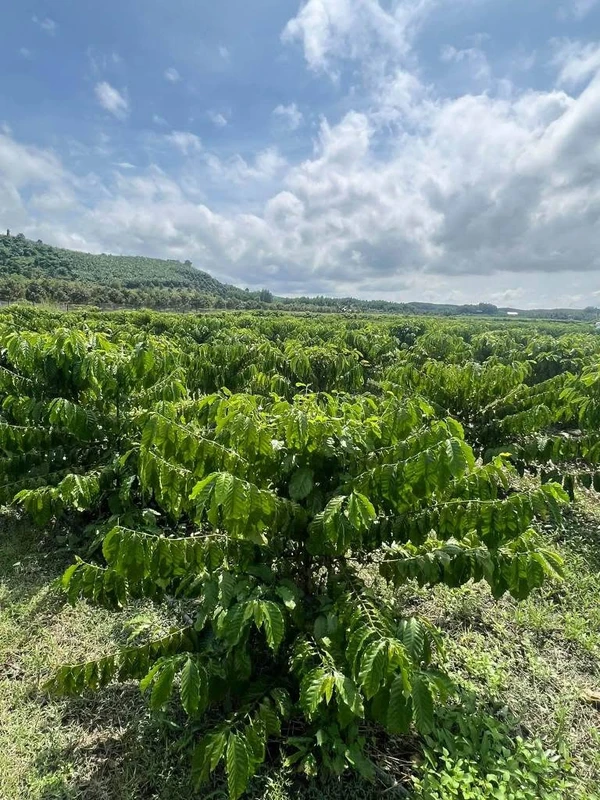 Bán vườn cà phê 1,4 hecta (14.000 m²) Phú Xuân Tân Phú Đồng Nai