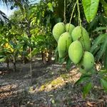 Nhà vườn lớn Sáu Bình gần biển - Ảnh thu nhỏ 7