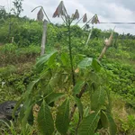 Bán đất 1.9ha, view suối tại Thiện Hưng, Đồng Nai - Ảnh thu nhỏ 3