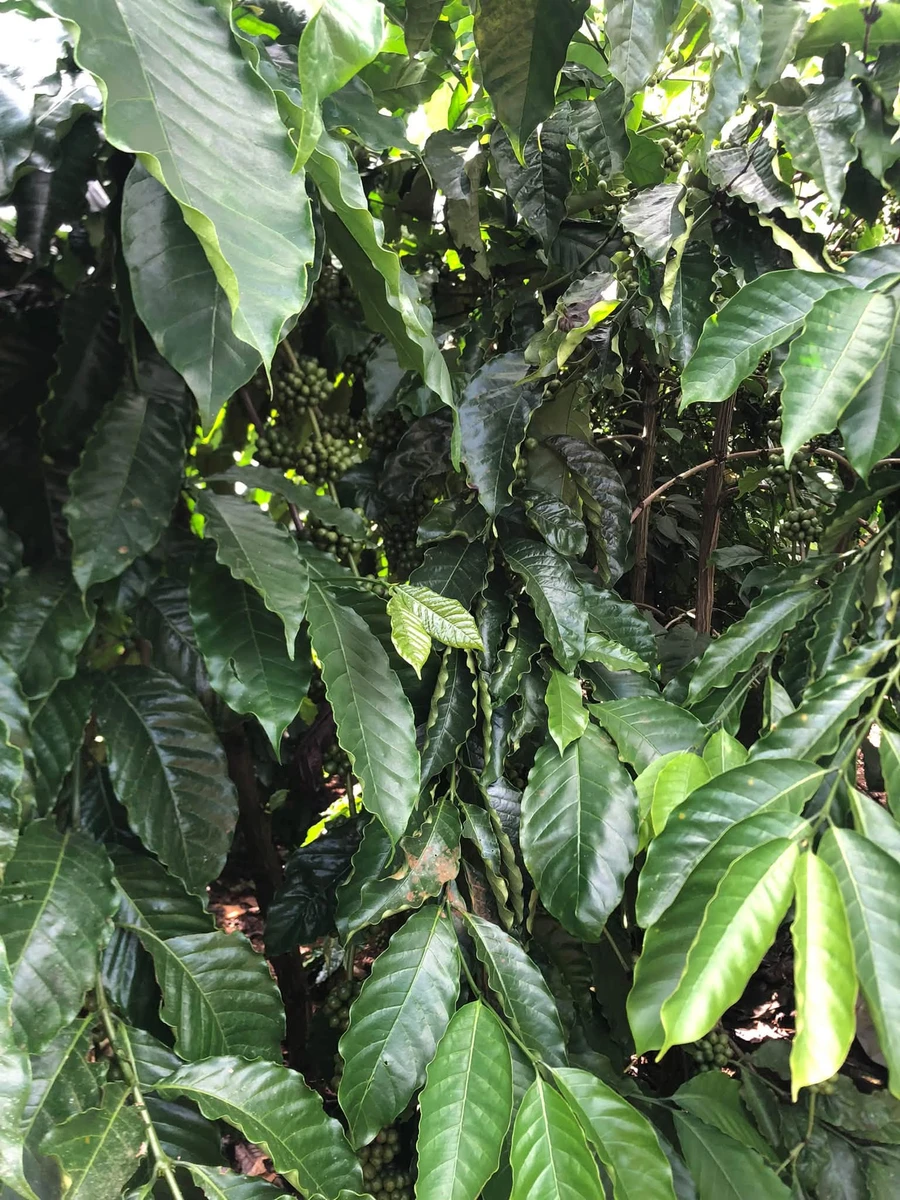 Bán đất trồng cà phê 1,2ha tại Bình Dương, giá 2,6 tỷ/ha - Ảnh thu nhỏ 2