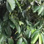 Bán đất trồng cà phê 1,2ha tại Bình Dương, giá 2,6 tỷ/ha - Ảnh thu nhỏ 2