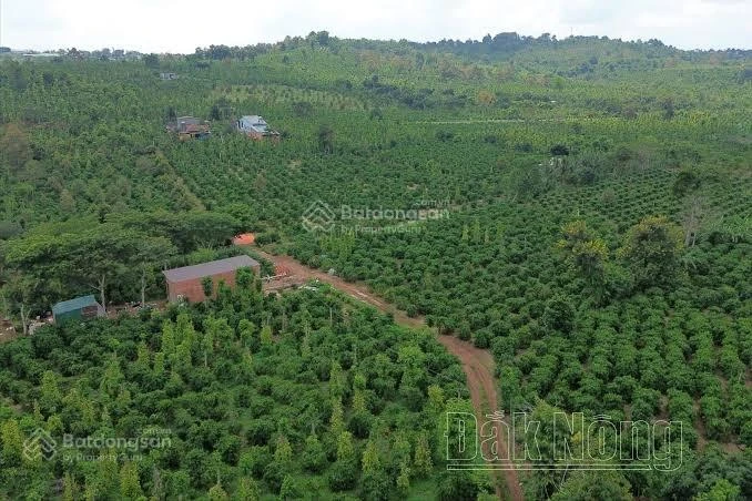 Quỹ đất gần 2000m mặt tiền Quốc lộ, ngang 20m tại Đắk Nia, Gia Nghĩa, giá chỉ từ 4,5 tỷ - Ảnh 1