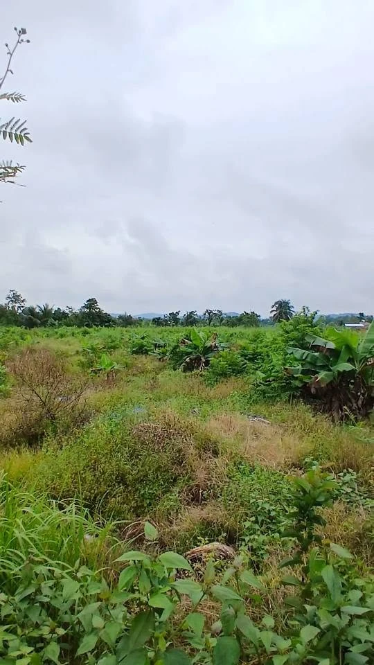 Bán đất 5700m2 Phú Vinh Mới, Đồng Nai, 2 tỷ - Ảnh thu nhỏ 3