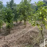 Bán lô đất rừng sản xuất hơn 10 ha Tân Sơn Phú Thọ - Ảnh thu nhỏ 2