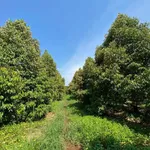 Bán đất vườn sầu riêng 1,9 ha tại Phú Vinh, Đồng Nai - Ảnh thu nhỏ 2