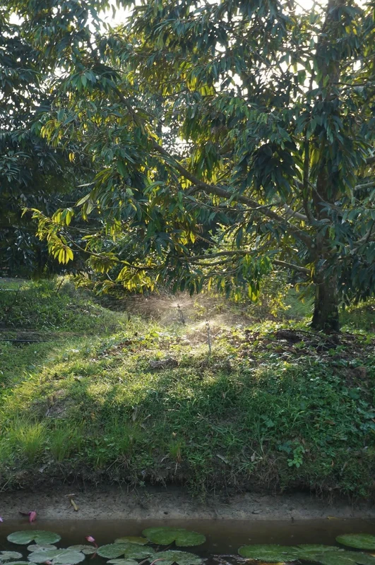 Bán 1000m2 đất trồng cây ăn trái Long Khánh Đồng Nai 1 tỷ