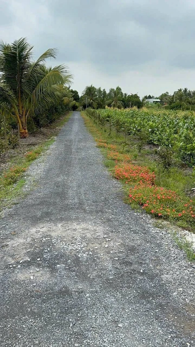 Bán đất nền 500m2 Xã Lương Hòa, Bến Lức, Long An - Ảnh thu nhỏ 3