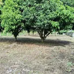 Bán đất 1000m² tại Hàm Liêm, Bình Thuận - 550 triệu - Ảnh thu nhỏ 2