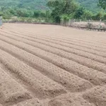 Bán đất vườn Tân Thanh Cát Hải gần biển 1000m2 - Ảnh thu nhỏ 1