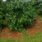 Bán đất vườn 1,6ha cà phê xen tiêu tại phường Cư Bao, Buôn Hồ, Đắk Lắk - Ảnh thu nhỏ 1
