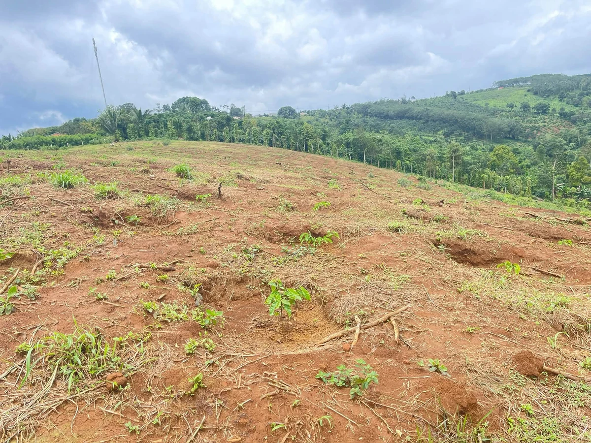 Bán đất vườn 1,5 ha ở Đắk Nông giá 1,6 tỷ/ha - Ảnh thu nhỏ 2