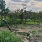 Bán đất 2000m² mặt tiền 41m Tân Phong Cần Giờ - Ảnh thu nhỏ 1