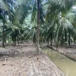 Bán đất vườn dừa 6,8 công mặt tiền đê tây Thới Lai - Ảnh thu nhỏ 1