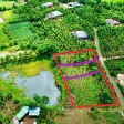 Tặng vườn cau sở hữu ngay lô đất full thổ cư giá 239tr Ea Ning Cư Kuin - 0971 801 *** - Ảnh thu nhỏ 9