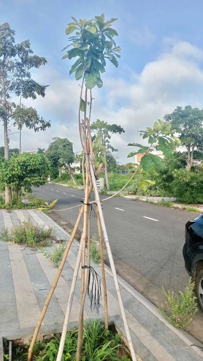 Bán đất Thanh Sơn C 138m² giá 2 tỷ 650 triệu - Ảnh thu nhỏ 5