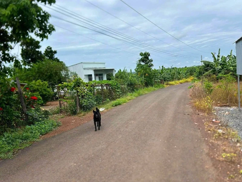 Bán đất nước ngoài 1.000m² Nha Bích, Đồng Nai