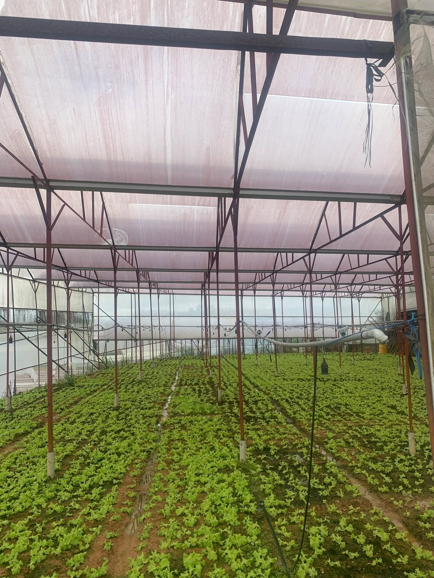 Bán đất 8000m² nhà kính Phường 7, Nhà Bè 8 tỷ - Ảnh 1