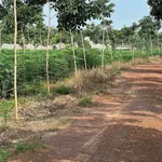 Bán đất Cần Giờ 1 hectare giá 2 tỷ 6 - Ảnh thu nhỏ 1