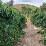 Bán đất vườn 1ha9 tại Bắc Gia Nghĩa, Đắk Nông - Ảnh thu nhỏ 1