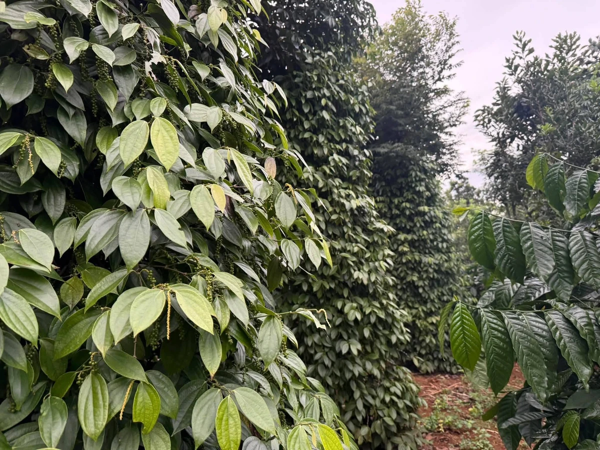 Bán đất 1.6ha mặt đường Cần Giờ - Ảnh thu nhỏ 2