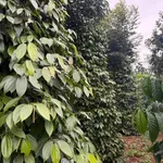Bán đất 1.6ha mặt đường Cần Giờ - Ảnh thu nhỏ 2