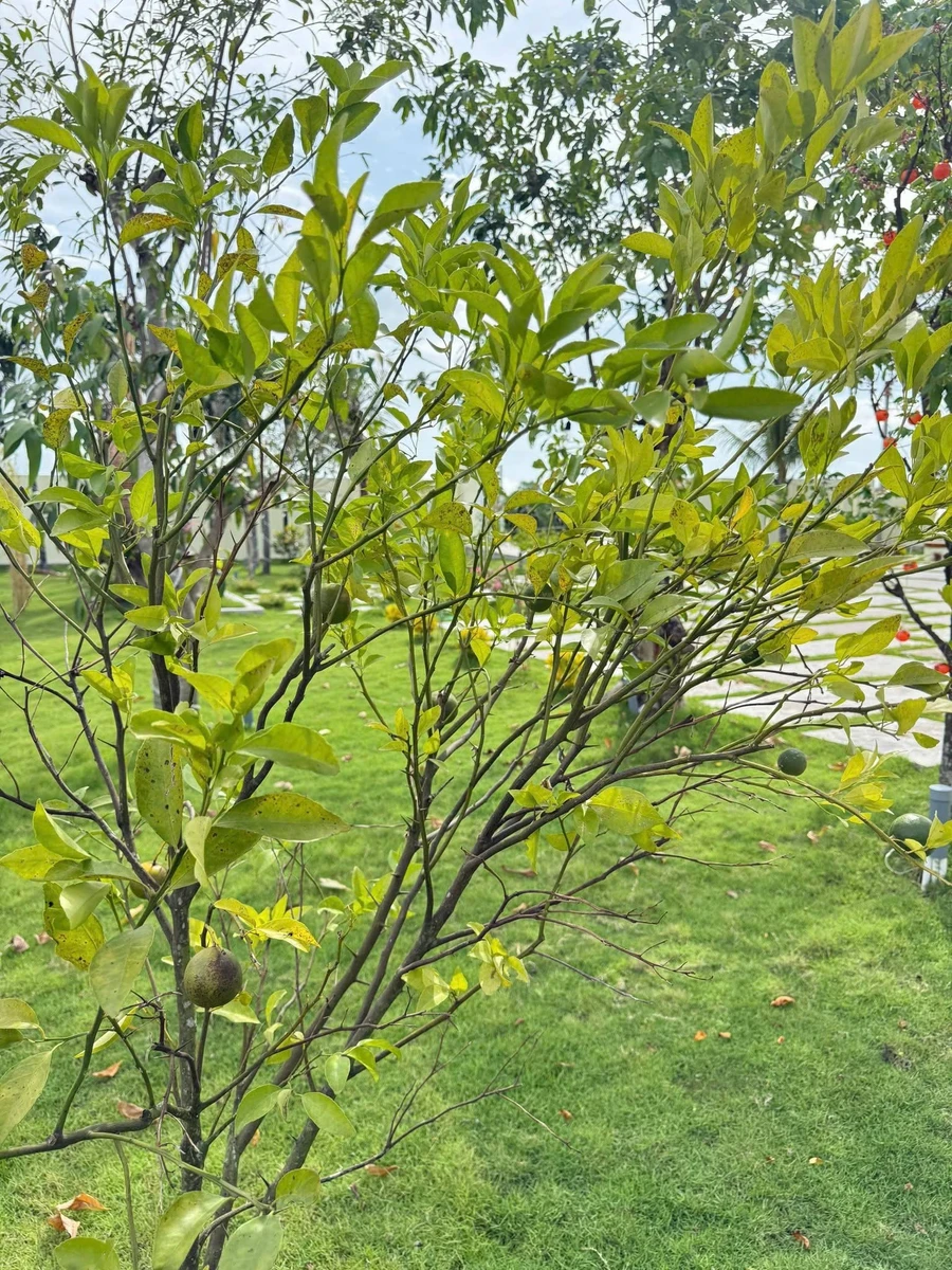 Bán nhà vườn nghỉ dưỡng 1.600m² gần Phan Thiết 1,85 tỷ - Ảnh thu nhỏ 4