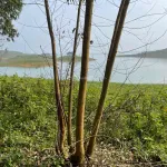 Bán quả đảo tròn trịa đẹp ở hồ Thác Bà 1,6ha giá 2,2 tỷ - Ảnh thu nhỏ 11