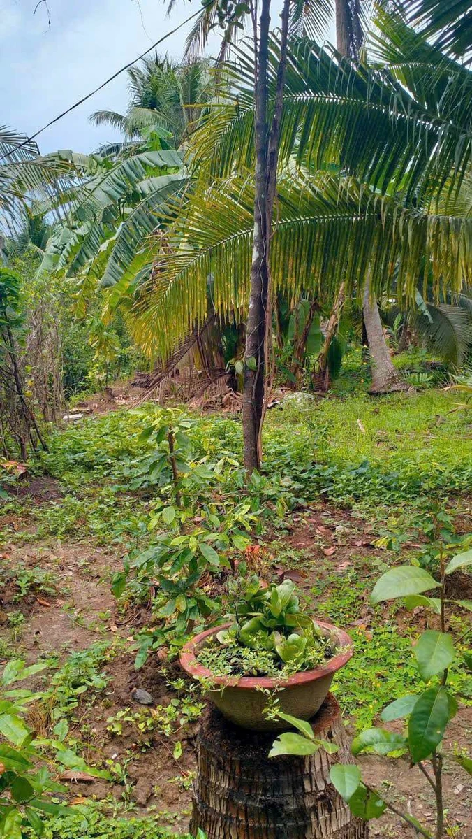 Bán đất giả mái Thái 8.300m² với nhà 3PN - 4 tỷ 500 - Ảnh thu nhỏ 5