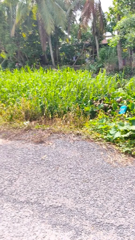 Bán đất 1.304m2 Hậu Giang tặng căn nhà - Ảnh thu nhỏ 3