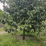 Bán 9932m2 đất giáp Suối Lớn - có sẵn thổ cư - mặt tiền nhựa lớn liên xã - Ảnh thu nhỏ 20