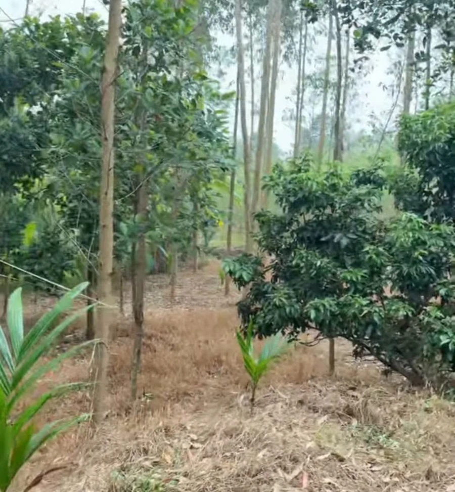 Bán đất vườn 1.800m² tại Yên Thế, Bắc Ninh, giá 1 tỷ - Ảnh thu nhỏ 3