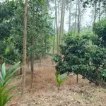 Bán đất vườn 1.800m² tại Yên Thế, Bắc Ninh, giá 1 tỷ - Ảnh thu nhỏ 3