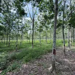 Bán đất cao su khai thác 10.000m² Bình Dương 2 tỷ 9 - Ảnh thu nhỏ 2