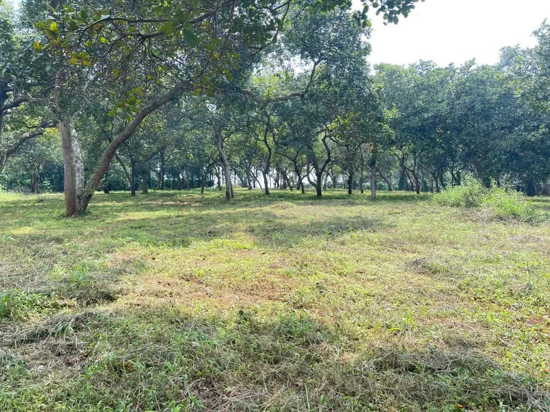 Bán đất 1 hectare Phú Riềng, Bình Phước, giá 1 tỷ 650