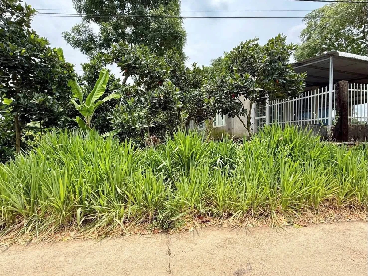 Bán đất Phú Lộc Tân Phú Đồng Nai 240m² 399 triệu - Ảnh thu nhỏ 3