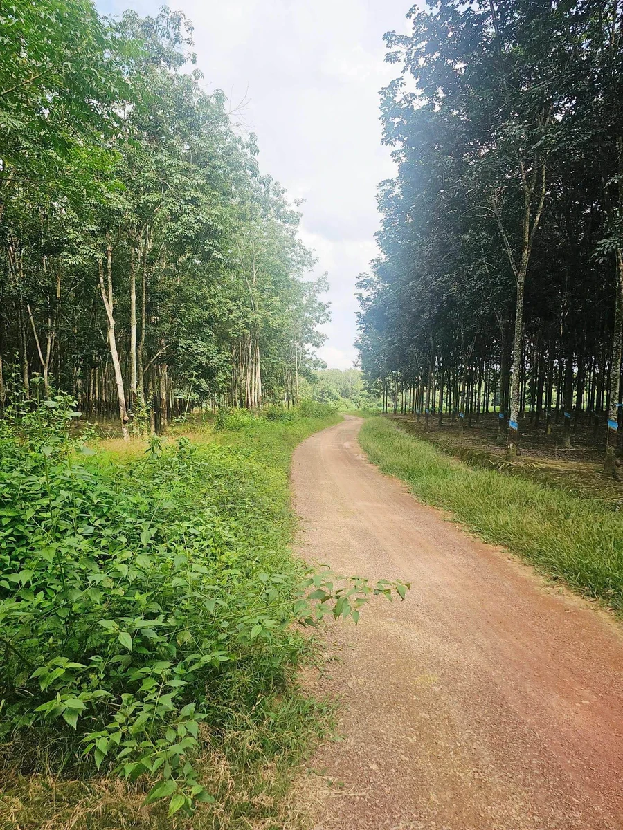 Bán 2.4 ha đất cao su Tân Lợi Đồng Nai, 6 tỷ - Ảnh thu nhỏ 2