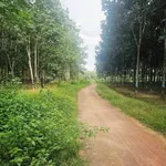 Bán 2.4 ha đất cao su Tân Lợi Đồng Nai, 6 tỷ - Ảnh thu nhỏ 2